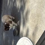 Picture of cat found at Peynier