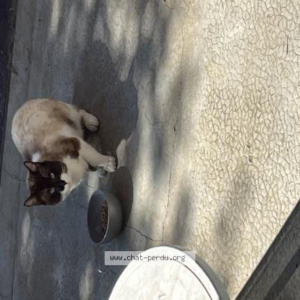 Photo 1/1 Found cat Found in Peynier