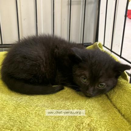 Photo 1/1 Found cat Found in Halluin