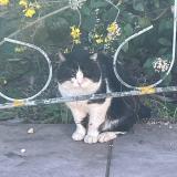 Picture of cat found at Forcalqueiret