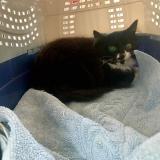 Picture of cat lost at Vernouillet