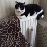 Picture of cat lost at Noveant Sur Moselle