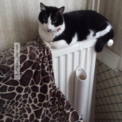 Photo 1/1 ETOILE Chat lost in Noveant sur moselle