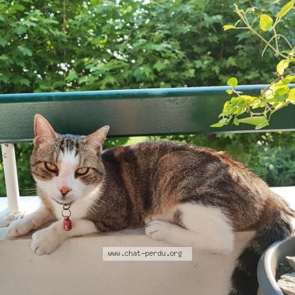 Photo 1/1 Zed Chat lost in Biarritz