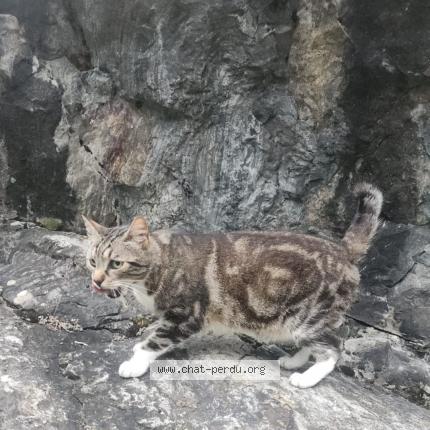 Photo 1/1 Natsu Chat lost in Caupenne