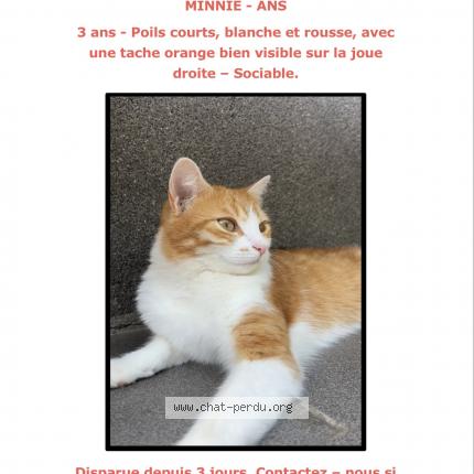 Photo 1/1 Minnie Chat lost in Ans