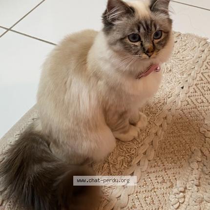 Photo 1/1 Anouch Chat lost in Lorient