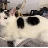 Picture of cat lost at Trouville Sur Mer