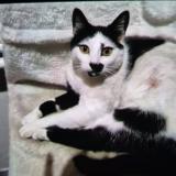 Picture of cat lost at Nimes