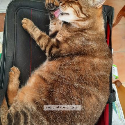 Photo 1/1 Mimi Chat lost in Chateaurenard