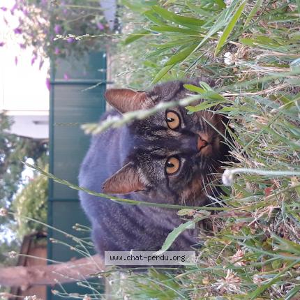 Photo 1/1 Plume Chat lost in Saint brevin les pins