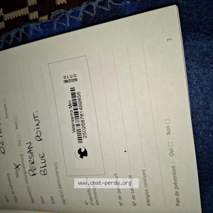 Photo 1/1 Ben Chat lost in Pineuilh