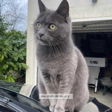 Photo 1/1 Mousse Chat lost in Orvault