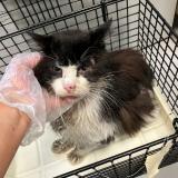 Picture of cat found at Halluin