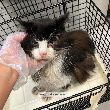 Photo 1/1 Found cat Found in Halluin