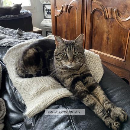 Photo 1/1 Maquisart Chat lost in Chateaubriant