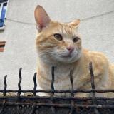 Picture of cat lost at Vitry Sur Seine