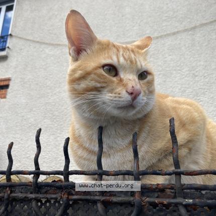 Photo 1/1 Figaro Chat lost in Vitry sur seine