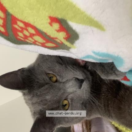 Foto 1/1 Kat teruggevonden Vermist in Vilvoorde