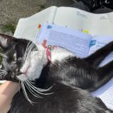 Picture of cat found at Epinay Sur Seine