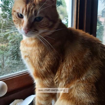 Photo 1/1 Tigrou Chat lost in Embourg