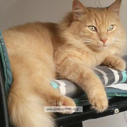 Picture of cat lost at Montpellier