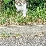Picture of cat found at Pompey