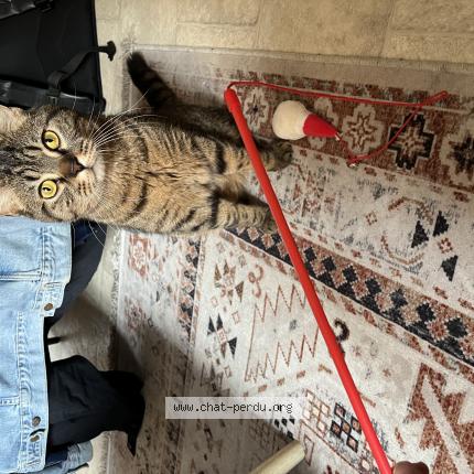 Photo 1/1 Paco Chat lost in Bordeaux