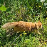 Picture of cat lost at Armoy