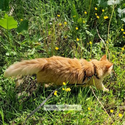 Photo 1/3 Cat reunited Lost in Armoy