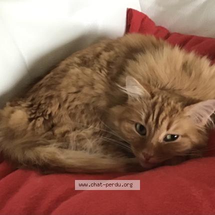 Photo 2/3 Cat reunited Lost in Armoy