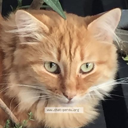 Photo 3/3 Cat reunited Lost in Armoy