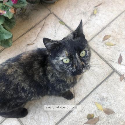 Photo 1/1 Clochette Chat lost in Aix en provence