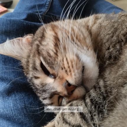 Photo 1/1 Vanille Chat lost in Rouille