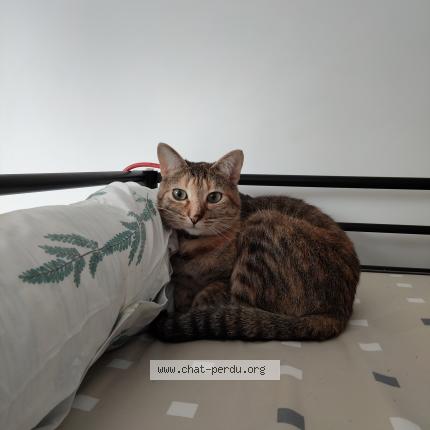 Photo 1/1 Sakura Chat lost in Breuillet