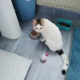 Picture of cat found at Valence