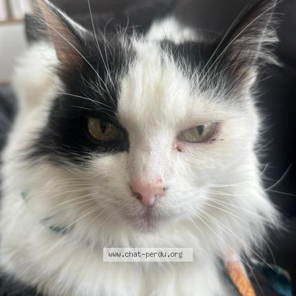 Photo 1/1 Zinda Chat lost in Boucau