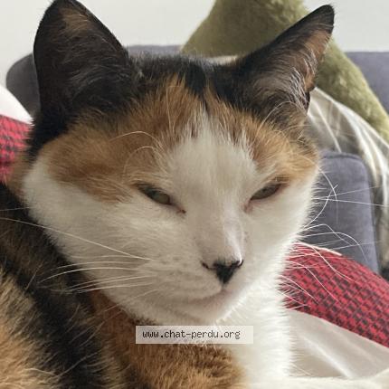 Photo 1/1 Missy Chat lost in Sainte marie