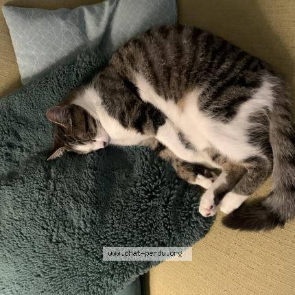 Photo 1/1 Vicky Chat lost in Vertou