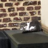 Picture of cat found at Saint Laurent Blangy