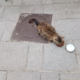 Picture of cat found at Aubervilliers