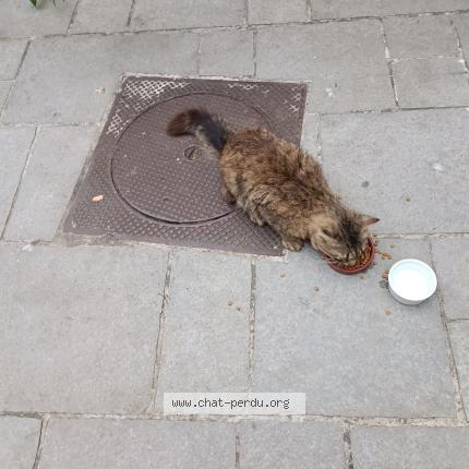 Photo 1/1 Found cat Found in Aubervilliers