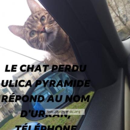 Photo 1/1 urkan Chat lost in Thionville