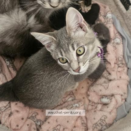 Photo 1/1 Queen Chat lost in Marseille 13