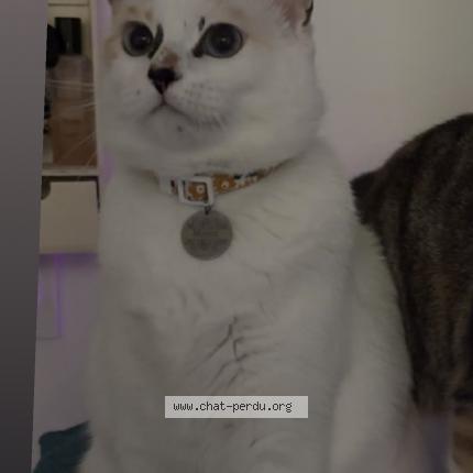 Photo 1/1 Moon Chat lost in Meslay du maine