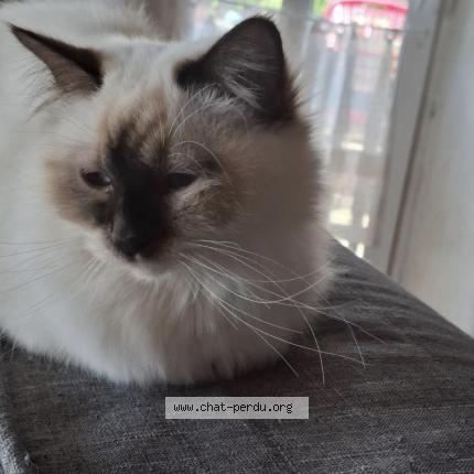 Foto 1/1 Wiedergefundene Katze Verloren in Chatillens
