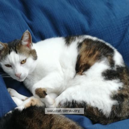 Photo 1/1 Lumière Chat lost in Vern sur seiche