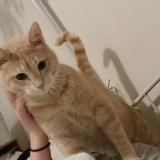 Picture of cat lost at Montpellier