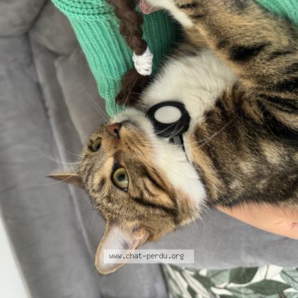 Photo 1/1 Mizza Chat lost in Buchelay