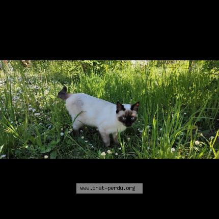 Photo 1/1 Delhi Chat lost in Saubraz